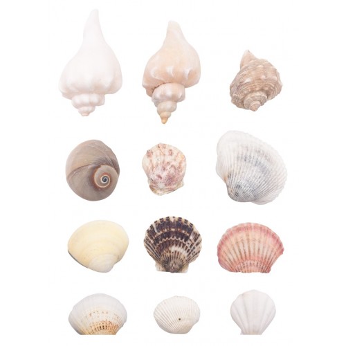 Assorted Sea Shells Natural Beach / Seashells Mixed Craft Decoration  Aquarium