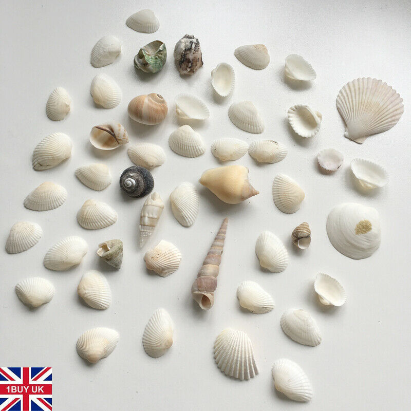 Natural Shells Seashells Beach Shells Wedding Display Crafts Aquarium Sea K0R4 