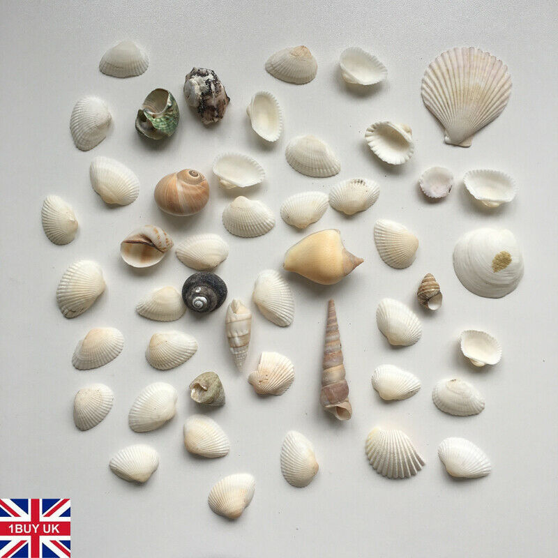 Assorted Sea Shells Natural Beach / Seashells Mixed Craft