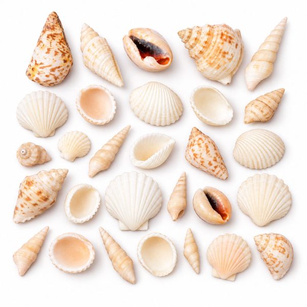 250g of Assorted Sea Shells Natural Beach / Seashells Mixed Craft Decoration Aquarium